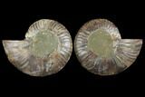 Agatized Ammonite Fossil - Madagascar #111472-1